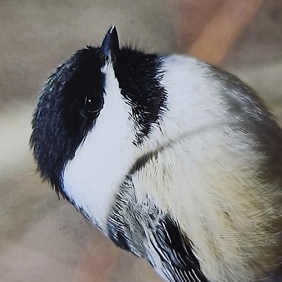 4x6 Chickadee Bird Oil Painting Print - Picture 3 of 5